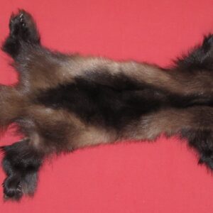 wolverine
