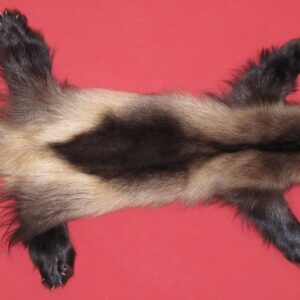wolverine