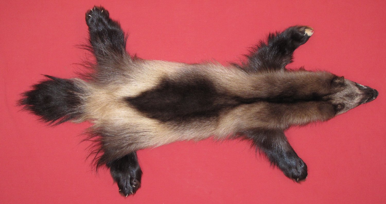 wolverine