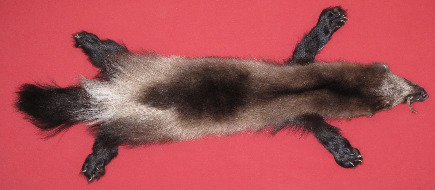 WOLVERINE