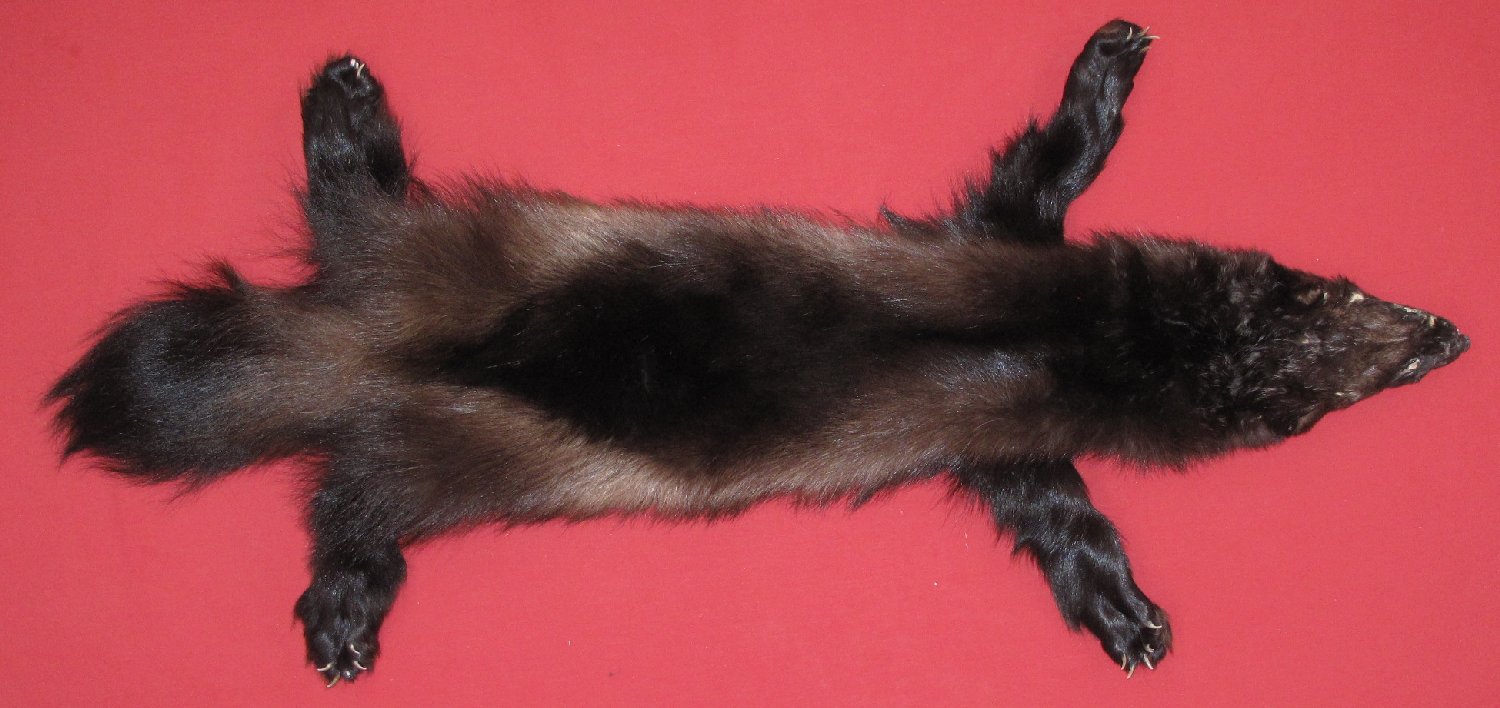WOLVERINE