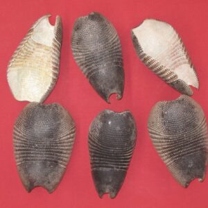 armadillo