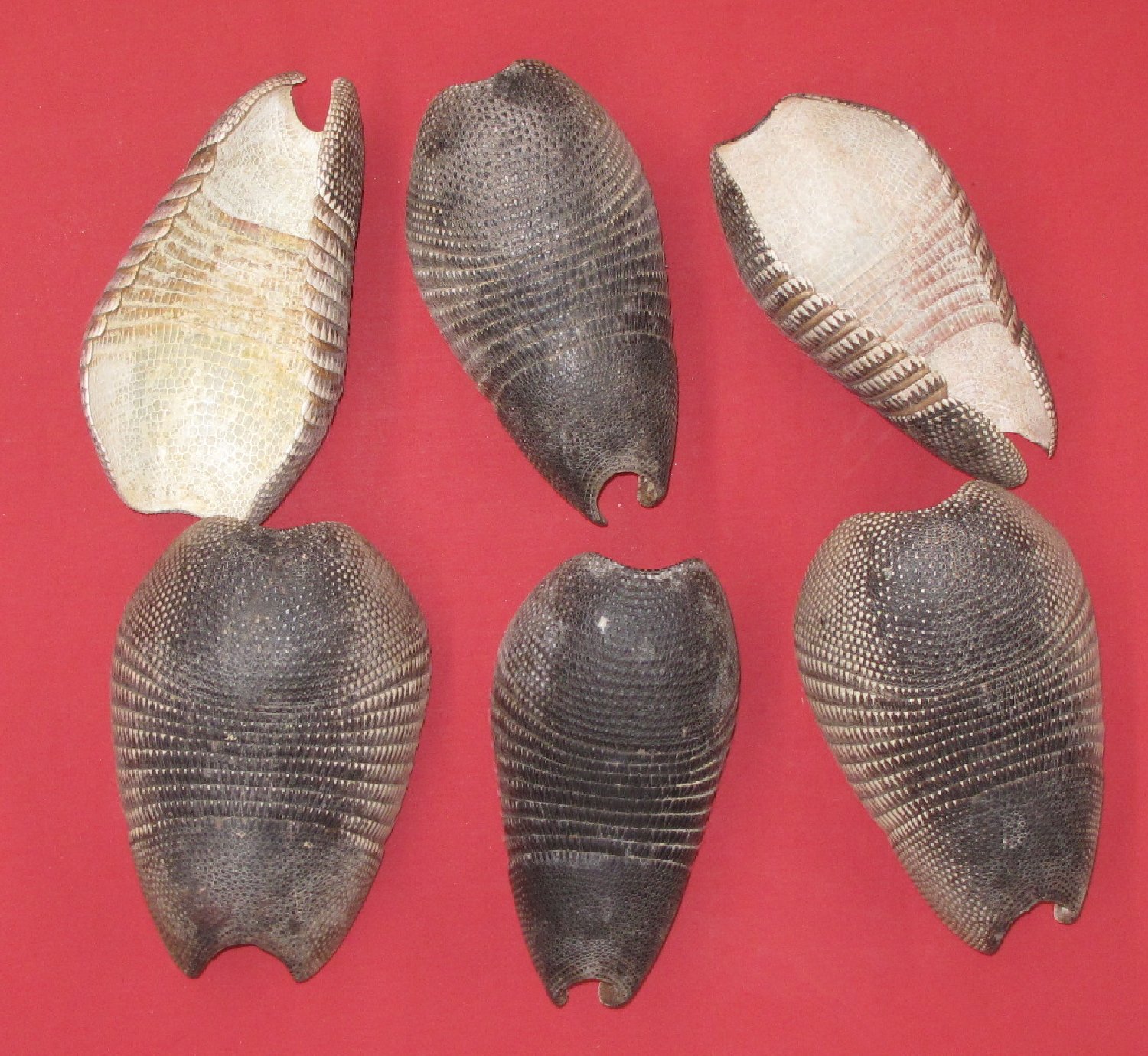 armadillo