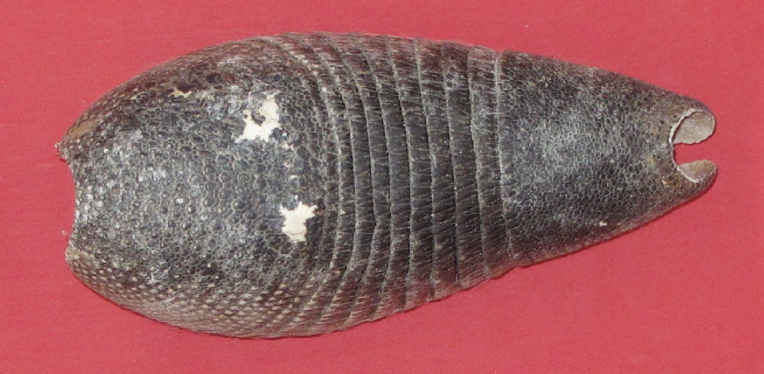 ARMADILLO
