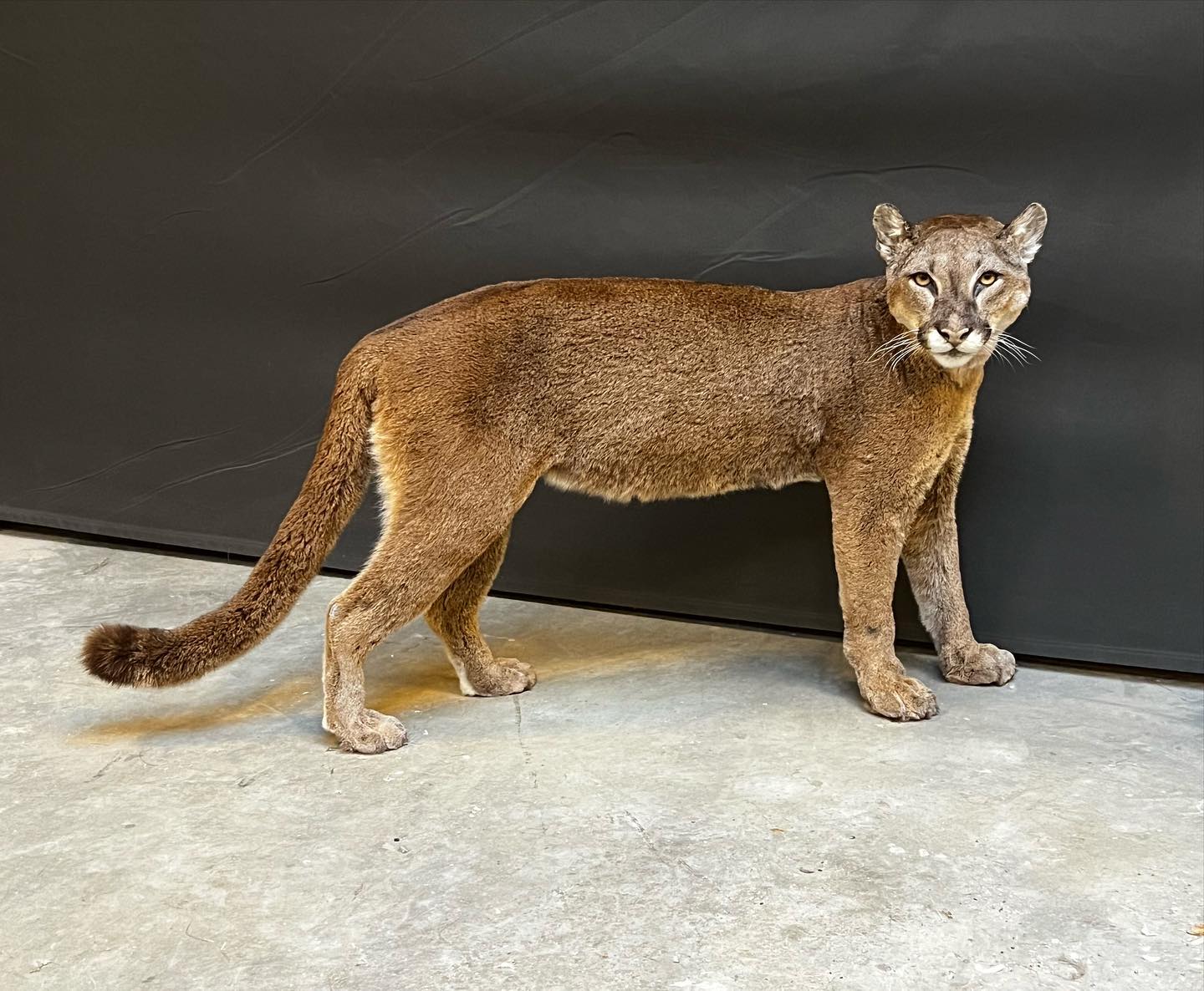 Cougar Taxidermy Mount