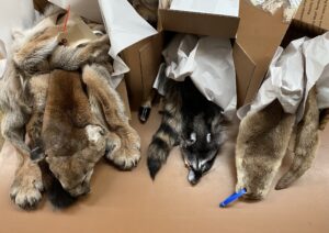 fur pelts