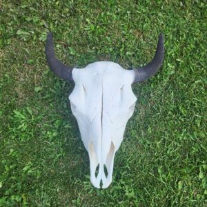 Buffalo Skull