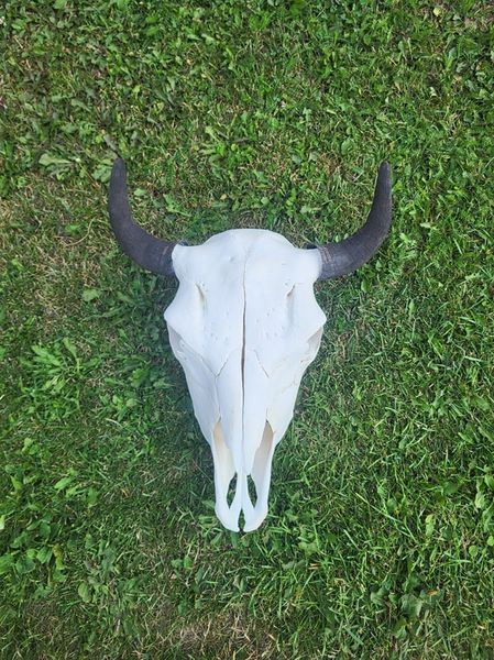 Buffalo Skull