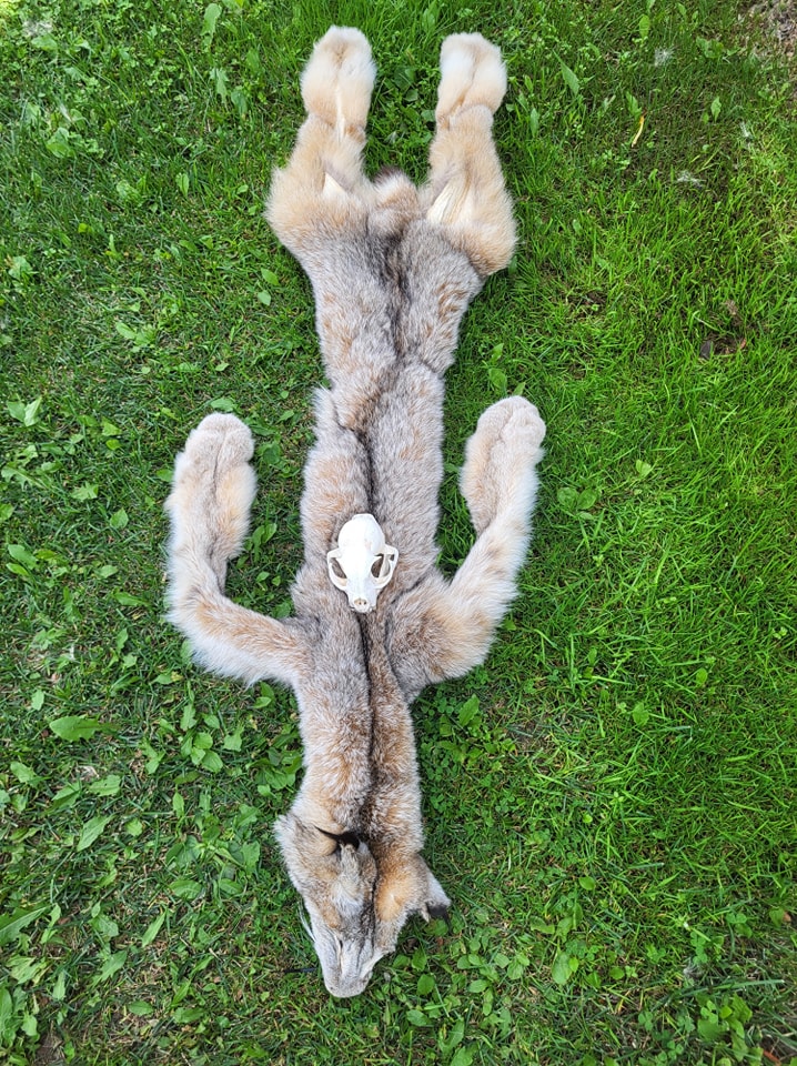 lynx pelt